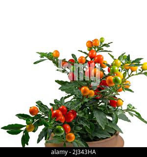 Früchte aus dem Korallenbusch, Solanum pseudocapsicum Stockfoto