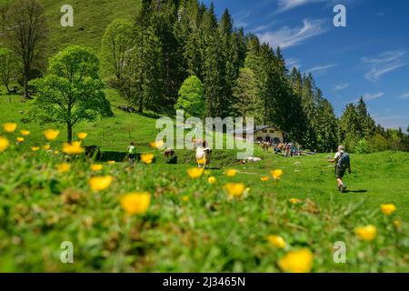 Wanderer gehen durch Blumenwiese in Richtung Staudacher Alm, Staudacher Alm, Hochgern, Chiemgauer Alpen, Salzalpensteig, Oberbayern, Bayern, Deutschland Stockfoto