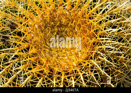 Leuchtend gelbe Blume auf einem Kaktus im Sonnenlicht, Scottsdale, Arizona, USA Stockfoto