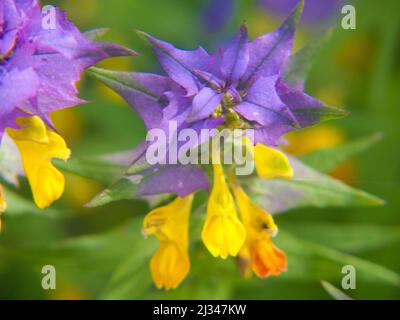 Ein flacher Fokus von Melampyrum velebitica Blume Stockfoto