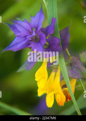 Eine flache vertikale Aufnahme mit Fokus von Melampyrum velebitica Blume Stockfoto