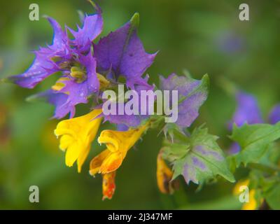 Ein flacher Fokus von Melampyrum velebitica Blume Stockfoto