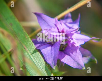 Ein flacher Fokus von Melampyrum velebitica Blume Stockfoto