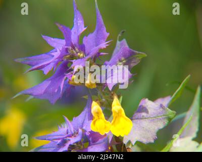 Ein flacher Fokus von Melampyrum velebitica Blume Stockfoto