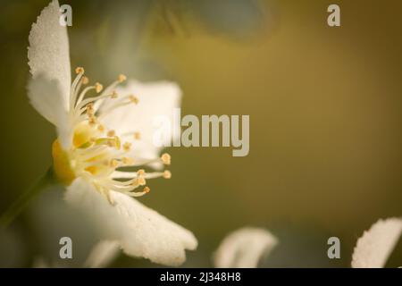 Nahaufnahme der weißen und gelben Blume des Schlehe- oder Schlehdornstrauch (Prunus spinosa) Stockfoto