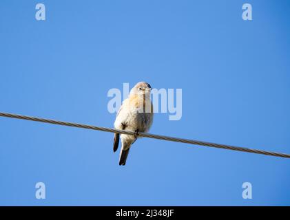 Western Bluebird Weiblich Stockfoto