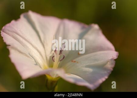 Nahaufnahme einer Feldbindungrautblume (Convolvulus arvensis), die entlang der Mineralienlinie in der Nähe von Watchet wächst Stockfoto