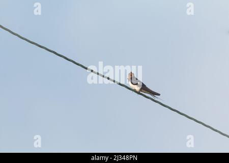 Eine junge Schwalbe (Hirundo rustica) ruht auf einer Stromleitung in der Nähe von Watchet in West Somerset Stockfoto