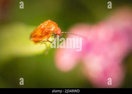Kopfaufnahme eines roten Soldatenkäfers (Rhagonycha fulva) in der Vegetation bei Watchet in West Somerset Stockfoto