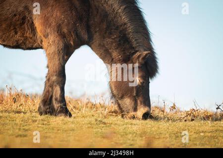 Ein wunderschönes Exmoor-Pony (Equus caballus) grast das Gras der Moorlandschaft, während die Abendsonne auf dem Cothelstone Hill, West Somerset, eintrifft Stockfoto