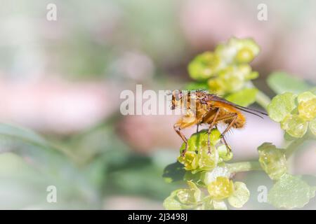 Die gelbe Mistfliege (Scathophaga stercoraria) sitzt in der Frühlingssonne auf einer Lichtung in Horner Wood, West Somerset, wärmend Stockfoto