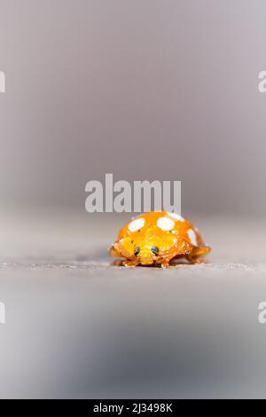 Kopf auf Aufnahme des leuchtend orange-weißen Marienkäfer (Halyzia sedecimguttata, sitzend auf einem Zaun im Horner Wood, West Somerset Stockfoto