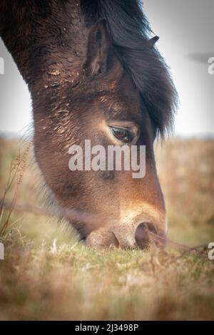 Ein Exmoor-Pony (Equus ferus caballus) grast auf dem Hügel bei Cothelstone Hill, Quantocks, West Somerset Stockfoto