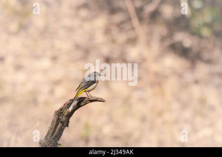 Eine graue Bachstelze (Motacilla cinerea) steht an einem Zweig in der Nähe von einigen wter in Hodders Coombe, West Somerset Stockfoto