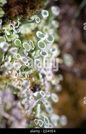 Flechten wie Pixie Cups (Cladonia asahinae) wachsen in Hülle und Fülle rund um den alten Wald von Hawkcombe Wood, Somerset Stockfoto