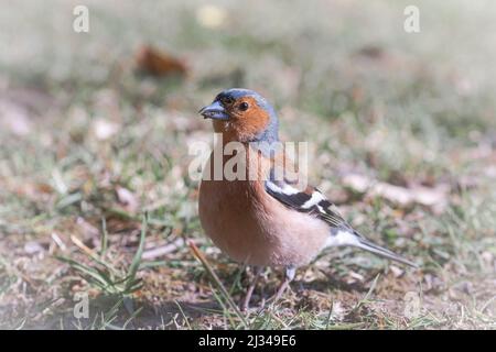 Der farbenfrohe männliche Buchfink (Fingilla coelebs) sucht im Gras nach einer Mahlzeit an der Tarr Steps in Devon Stockfoto