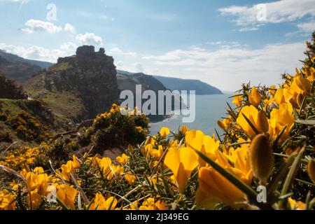 Die leuchtend gelben Blüten des Gorse (Ulex europeus) wachsen an den Felskanten des Valley of the Rocks, Devon Stockfoto