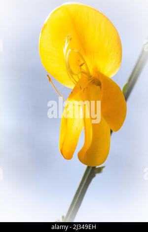Nahaufnahme der leuchtend gelben Ginsterblume (Cystisus scoparius), die im Buschland am Rand des Hawkcombe Wood, Somerset, wächst Stockfoto