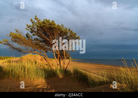 Beliebter Strand in Yyteri, Pori, Finnland Stockfoto