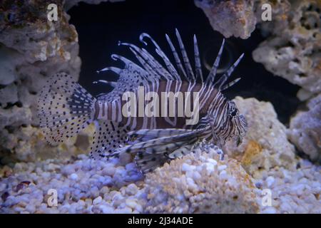 Löwenfisch in einem Salzwasseraquarium, einer invasiven Art im Atlantischen Ozean. Stockfoto