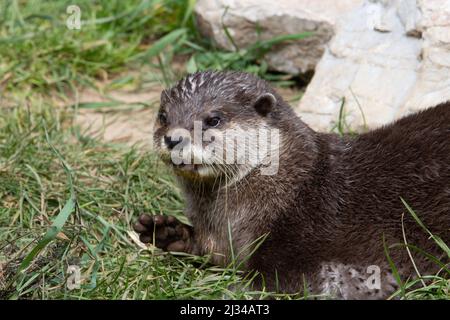 Asiatischer Kleinklatschotter (Amblonyx cinerea), der sich ausruht und wachsam mit Felsen im Hintergrund aufsitzt Stockfoto