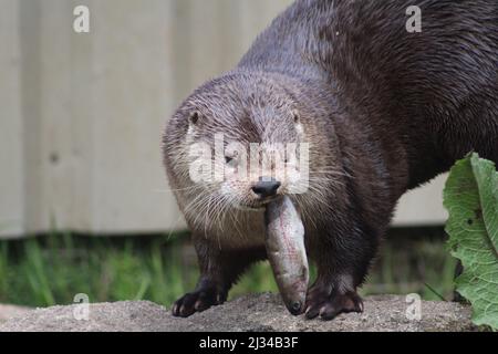 Asiatischer Kleinklatschotter (Aonyx cinereus), der auf einem Felsen mit einem Fisch im Mund steht Stockfoto