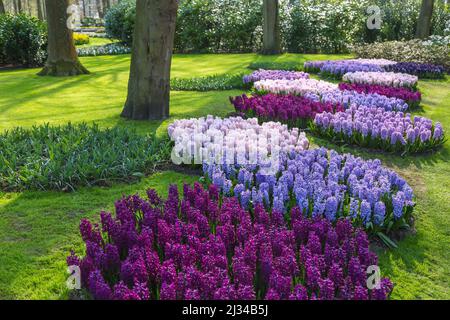Keukenhof, Blumenschau, Gärten, Narzissen Stockfoto