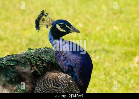Blauer Pfauenhuhn (Pavo cristatus) Profil eines männlichen blauen Pfauenhuhnes mit gelbem Gras Der Hintergrund Stockfoto