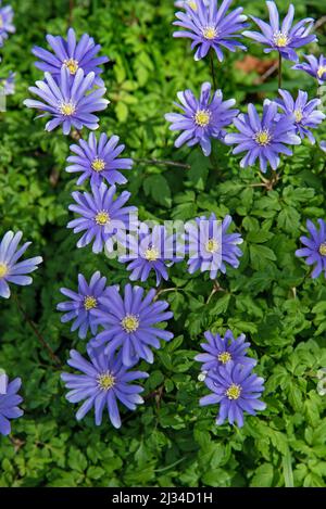 Anemone blanda, griechische Windblumen oder Winterwindblumen blühen im Garten Stockfoto