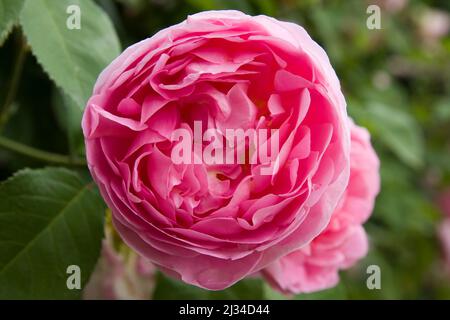 Rosa Englische Rose im Garten aus nächster Nähe Stockfoto