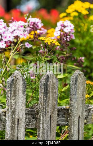 Blumen, Vorgarten, Bauernhaus, Aldein, Radein, Südtirol, Südtirol, Italien Stockfoto