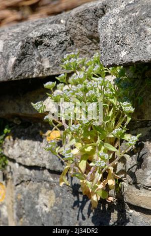 Gemeiner Kornsalat / Lammsalat (Valerianella locusta), an einer Wand blühend, Bath, Großbritannien, April. Stockfoto