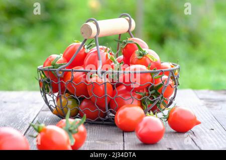 Hausgemachte Bio-Tomaten auf Holzhintergrund. Rote Kirschtomaten im Metallkorb. Gemüseanbau. Landwirtschaft, Gartenkonzept Stockfoto