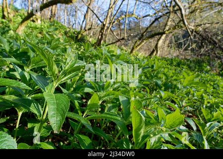 Dog's Mercury (Mercurialis perennis) Teppich blüht an einem Waldrand, Wiltshire, Großbritannien, März. Stockfoto