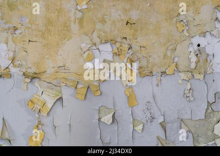 Abgeschälte Tapete an einer gelben Wand. Hintergrund eines verwitterten und beschädigten Hausinnenraums. Schlechter Zustand der Farbe in Innenräumen. Alte Materialstruktur Stockfoto