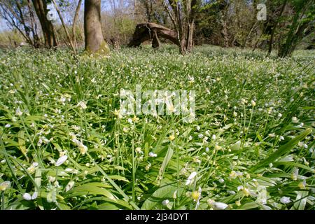 Leek mit wenigen Blüten (Allium paradoxum) eine stark invasive Art, die in einem dichten, erstickenden Teppich im Wald wächst, Claverton Down, Bath, Großbritannien, April. Stockfoto