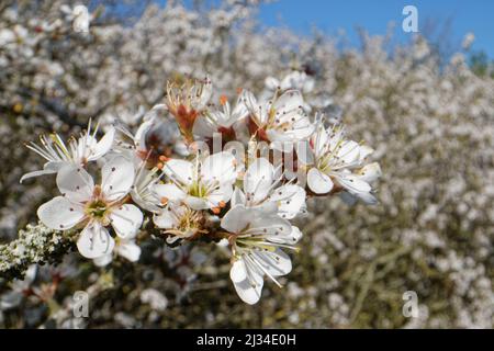 Schlehdorn (Prunus spinosa) Blossom, Wiltshire, Großbritannien, April. Stockfoto
