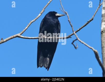 Corvus Frugilegus, Rook Stockfoto