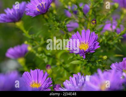Schöne Nahaufnahme eines Asters Stockfoto