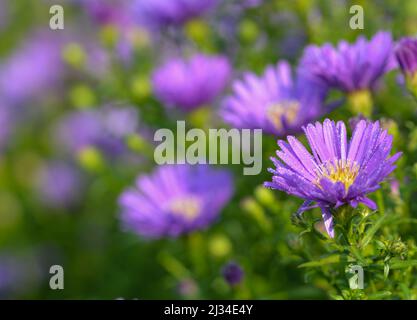 Schöne Nahaufnahme eines Asters Stockfoto