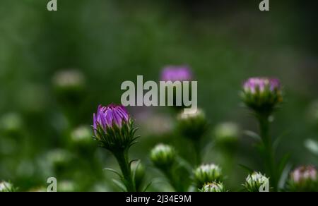 Schöne Nahaufnahme eines Asters Stockfoto