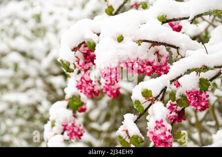 Zweige von BlutJohannisbeeren mit roten Blüten unter weißem Schnee Stockfoto