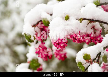 Zweige von BlutJohannisbeeren mit roten Blüten unter weißem Schnee Stockfoto