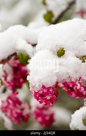 Zweige von BlutJohannisbeeren mit roten Blüten unter weißem Schnee Stockfoto