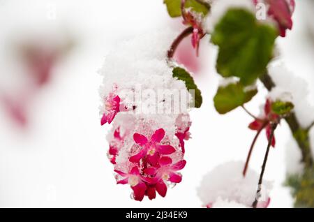 Zweige von BlutJohannisbeeren mit roten Blüten unter weißem Schnee Stockfoto