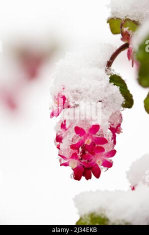 Zweige von BlutJohannisbeeren mit roten Blüten unter weißem Schnee Stockfoto