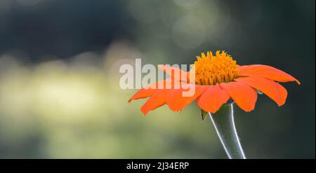 Schöne Nahaufnahme einer mexikanischen Sonnenblume Stockfoto