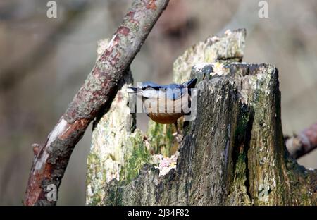 Auf einem alten Baumstamm im Wald thront ein Nuthatch Stockfoto