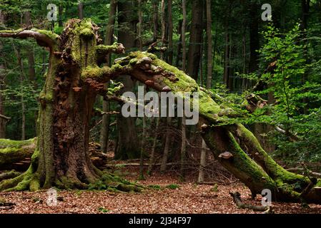 Huteeiche im Urwald von Sababurg, Naturpark Reinhardswald, Hessen, Deutschland. Stockfoto