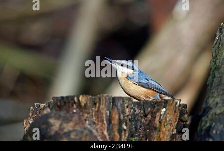 Auf einem alten Baumstamm im Wald thront ein Nuthatch Stockfoto